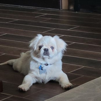 Puppies N Love - Joey, my main Lil man. - Pet Stores Near Me - Gilbert, Arizona Puppies N Love - Joey, my main Lil man. - Pet Stores Near Me - Gilbert, Arizona