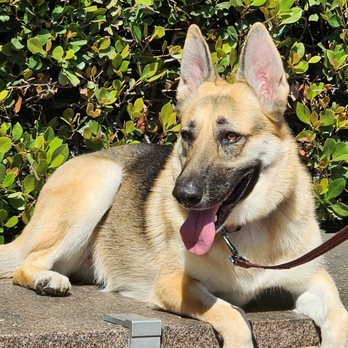 Cali K9 - Lagertha in class - Pet Training Near Me - Los Angeles, California Cali K9 - Lagertha in class - Pet Training Near Me - Los Angeles, California