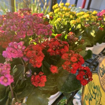 Trader Joe's - Florals & Greens - Grocery Near Me - San Jose, California