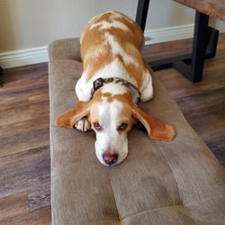 Anasazi Animal Clinic - Bentley the lemon beagle 100 % sweet.