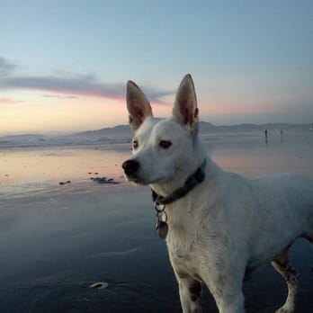 Strut The Mutt - Annabel at Ocean Beach - Dog Walkers Near Me - San Francisco, California Strut The Mutt - Annabel at Ocean Beach - Dog Walkers Near Me - San Francisco, California