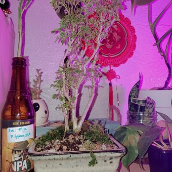 Sunshine Miniature Trees - My new bonsai. - Nurseries & Gardening Near Me - Dallas, Texas
