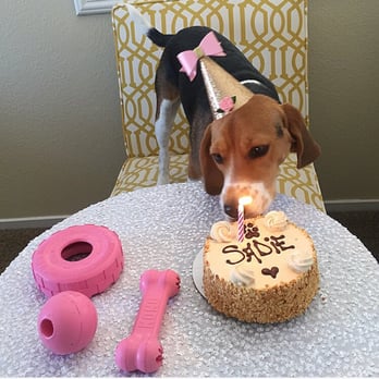 Three Dog Bakery - The birthday girl loving her cake! Don't worry I let her have a few licks then only gave her a little piece! - Pet Stores Near Me - Las Vegas, Nevada Three Dog Bakery - The birthday girl loving her cake! Don't worry I let her have a few licks then only gave her a little piece! - Pet Stores Near Me - Las Vegas, Nevada