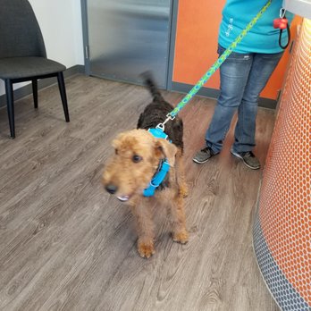 Dogtopia - Pet Groomers Near Me - Plano, Texas