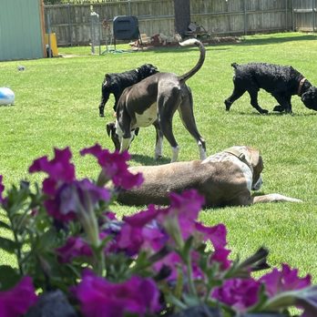 CH Pet Care - Play break - Pet Sitting Near Me CH Pet Care - Play break - Pet Sitting Near Me