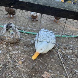 Silly duck that pretends to be stuck under the fence Silly duck that pretends to be stuck under the fence