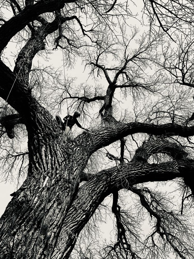 Biggest Little Tree Service - tree service in Reno, NV