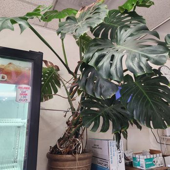 Rice To-Go - Monstera - Chinese Near Me - Las Vegas, Nevada Rice To-Go - Monstera - Chinese Near Me - Las Vegas, Nevada