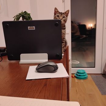 The House Holders NYC - Patience makes all the difference with a shy feral kitten! - Pet Sitting Near Me - Brooklyn, New York The House Holders NYC - Patience makes all the difference with a shy feral kitten! - Pet Sitting Near Me - Brooklyn, New York
