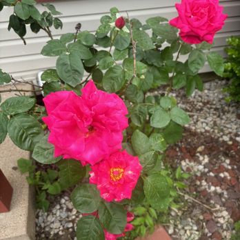 B's Lawn Care - Lawn Services Near Me B's Lawn Care - Lawn Services Near Me