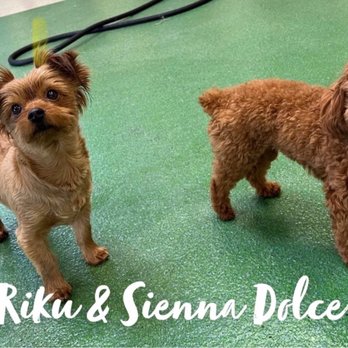 Coyne Veterinary Center - Pet Sitting Near Me - Crown Point, Indiana Coyne Veterinary Center - Pet Sitting Near Me - Crown Point, Indiana