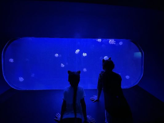 OdySea Aquarium by null