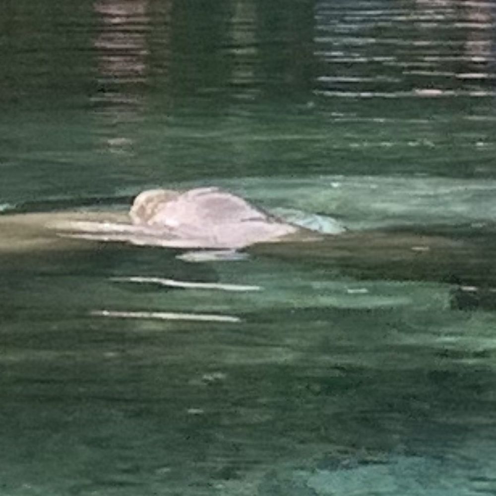 Three Sisters Springs - Manatee and mom! - Tours Near Me - Crystal River, Florida Three Sisters Springs - Manatee and mom! - Tours Near Me - Crystal River, Florida