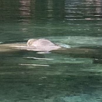 Three Sisters Springs - Manatee and mom! - Tours Near Me - Crystal River, Florida Three Sisters Springs - Manatee and mom! - Tours Near Me - Crystal River, Florida