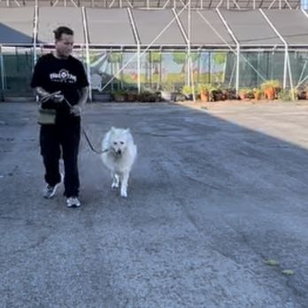 Dog On Fun - Ian training Marty! Happy pup! - Pet Sitting Near Me - Covina, California