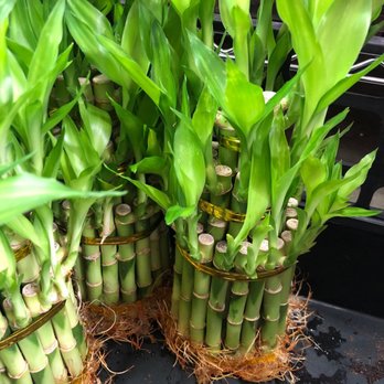 Rainbow - Lucky bamboo - Nurseries & Gardening Near Me - Rosemead, California Rainbow - Lucky bamboo - Nurseries & Gardening Near Me - Rosemead, California