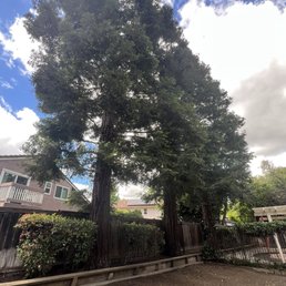 Three pine trees after pruning and trimming