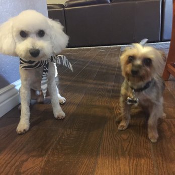 Apache Tails Pet Salon - Pet Groomers Near Me - Apache Junction, Arizona Apache Tails Pet Salon - Pet Groomers Near Me - Apache Junction, Arizona