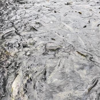 DIPAC/Macaulay Salmon Hatchery - Pool full of Salmon - Tours Near Me - Juneau, Alaska DIPAC/Macaulay Salmon Hatchery - Pool full of Salmon - Tours Near Me - Juneau, Alaska