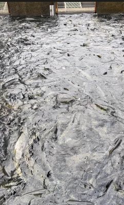 DIPAC Macaulay Salmon Hatchery by null