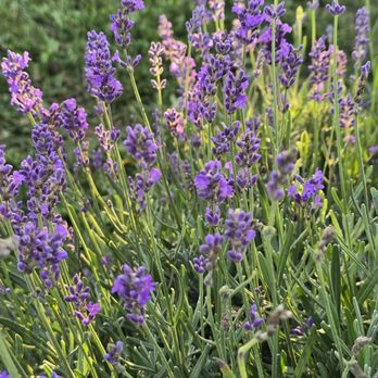 Bayer Farms & Lavender Fields - Attraction Farms Near Me - Crittenden, Kentucky