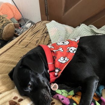Wag Your Tail - She's just a 2 yr old baby! Wag Your Tail, thanks for taking care of my fur baby! - Pet Groomers Near Me - Lakewood, California