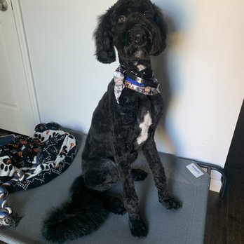 Sorenson Kennels - Pet Training Near Me - Defiance, Missouri Sorenson Kennels - Pet Training Near Me - Defiance, Missouri
