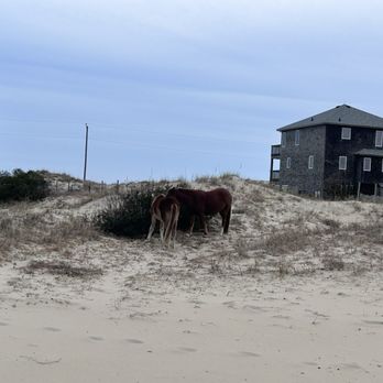 Wild Horse Adventure Tours - Lots of younger horses, too! - Tours Near Me - Corolla, North Carolina