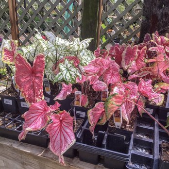 Martha's Bloomers - Nursery - Nurseries & Gardening Near Me - Navasota, Texas