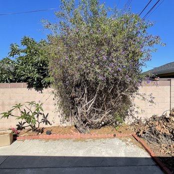 Valencia's Tree Service - Tree 1 before - Tree Services Near Me Valencia's Tree Service - Tree 1 before - Tree Services Near Me