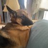 Downtown Dog Resort & Spa gift card