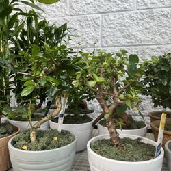 Lowe's Home Improvement - Bonsai