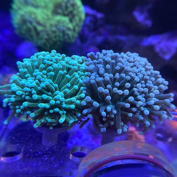 reef aquariums near me