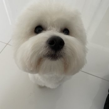 Ironmaya Pet Grooming - How he comes back with the middle completely shaved down.. - Pet Groomers Near Me - Arcadia, California Ironmaya Pet Grooming - How he comes back with the middle completely shaved down.. - Pet Groomers Near Me - Arcadia, California