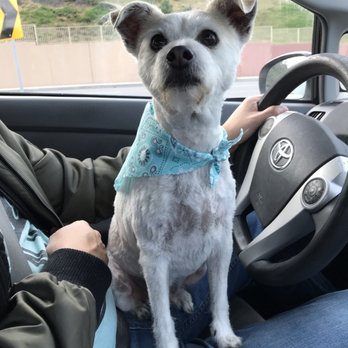 Smile Pet Grooming - Pet Groomers Near Me - Canoga Park, California