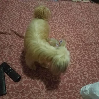 Groomit for Pets - Pet Groomers Near Me