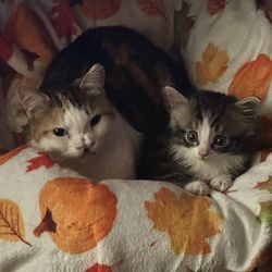 Milo's Sanctuary - Two of our special needs cats.