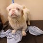 Photo of Sandy Paws Grooming