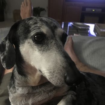 My Pet Nanny - Handsome dude. I miss him - Dog Walkers Near Me My Pet Nanny - Handsome dude. I miss him - Dog Walkers Near Me