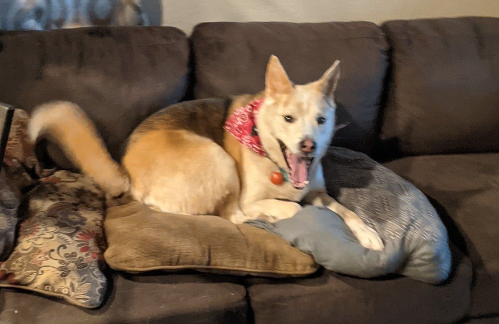 JC LUV & SCRUB MOBILE PET GROOMER 13 Photos Talihina, Oklahoma