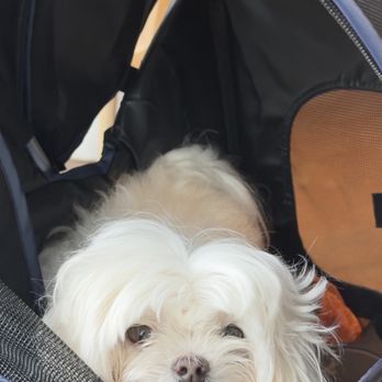 MC Groomer - Pet Groomers Near Me MC Groomer - Pet Groomers Near Me