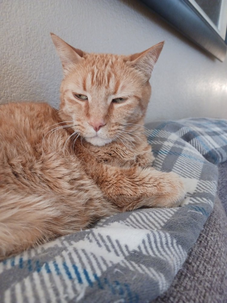 ANIMAL CARE CENTER OF PAHRUMP 49 Photos & 68 Reviews 6981 N Hwy 160, Pahrump, Nevada