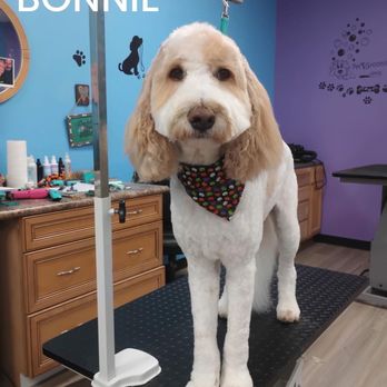 Pampered Paw's Pet Grooming - Pet Groomers Near Me - Southaven, Mississippi Pampered Paw's Pet Grooming - Pet Groomers Near Me - Southaven, Mississippi