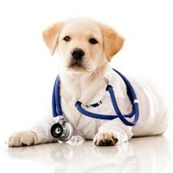 Pine Grove Animal Clinic - Emergency Veterinarian Service in Pine Grove, PA
