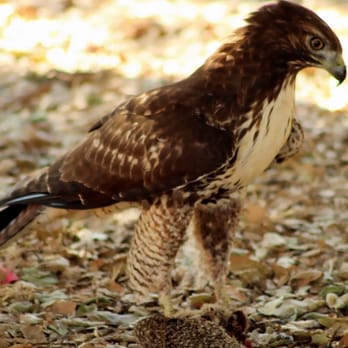 Ed R. Levin County Park - Yelp pic #8,500: Red-tailed Hawk says, "Squirrel--it's what's for dinner..." - Dog Parks Near Me - Milpitas, California
