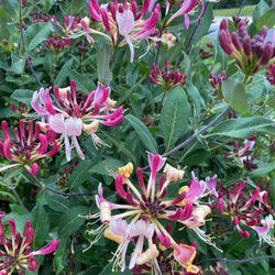 Happy Valley Nursery