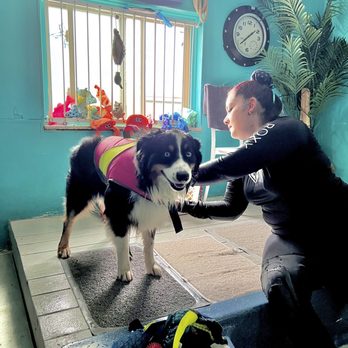 The Rex Center - Pet Training Near Me - Pacifica, California The Rex Center - Pet Training Near Me - Pacifica, California