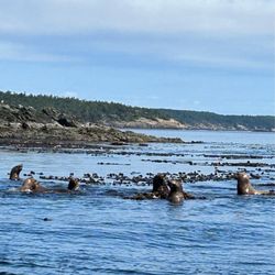 Spirit Of Orca Whale and Wildlife Tours - More Sea Lions