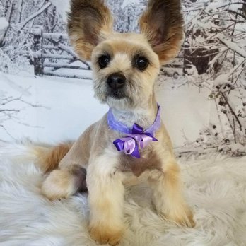 A Pet Affaire - Pet Groomers Near Me - Oxnard, California A Pet Affaire - Pet Groomers Near Me - Oxnard, California