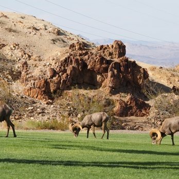 Creative Images Photography - Bighorn sheep - Photography Classes Near Me Creative Images Photography - Bighorn sheep - Photography Classes Near Me